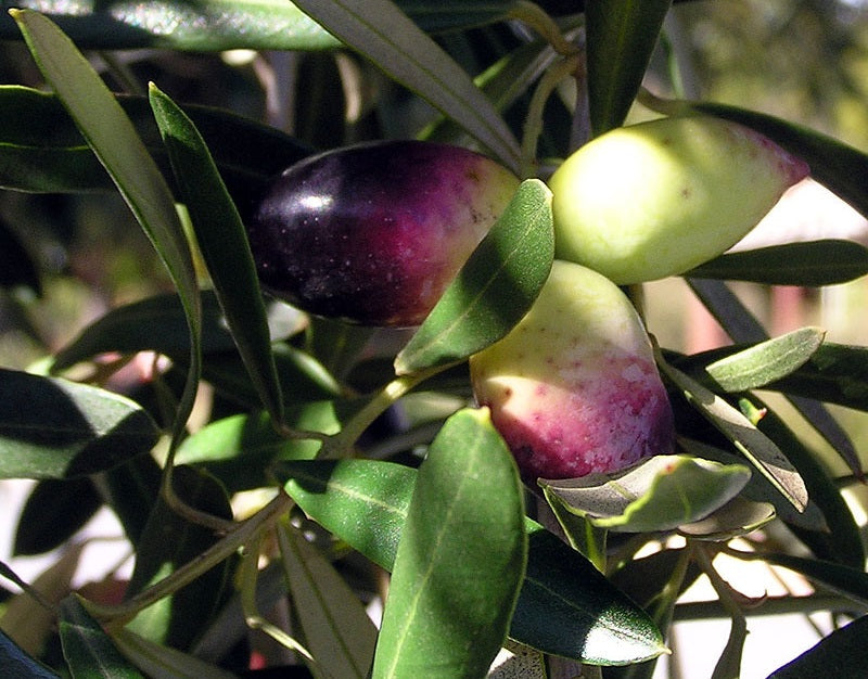 Olea europaea - CORREGGIOLA - Olive