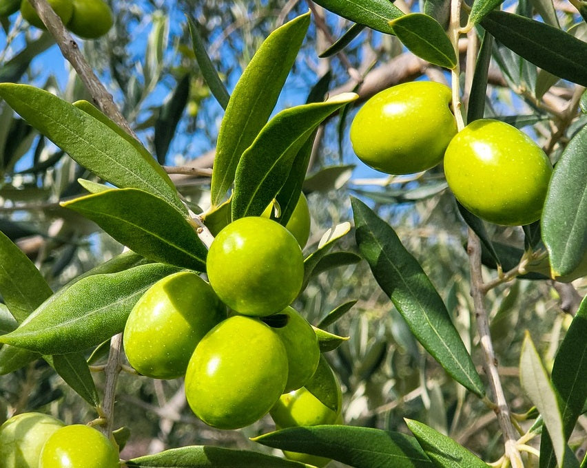 Olea europaea - NEVADILLO BLANCO - Olive
