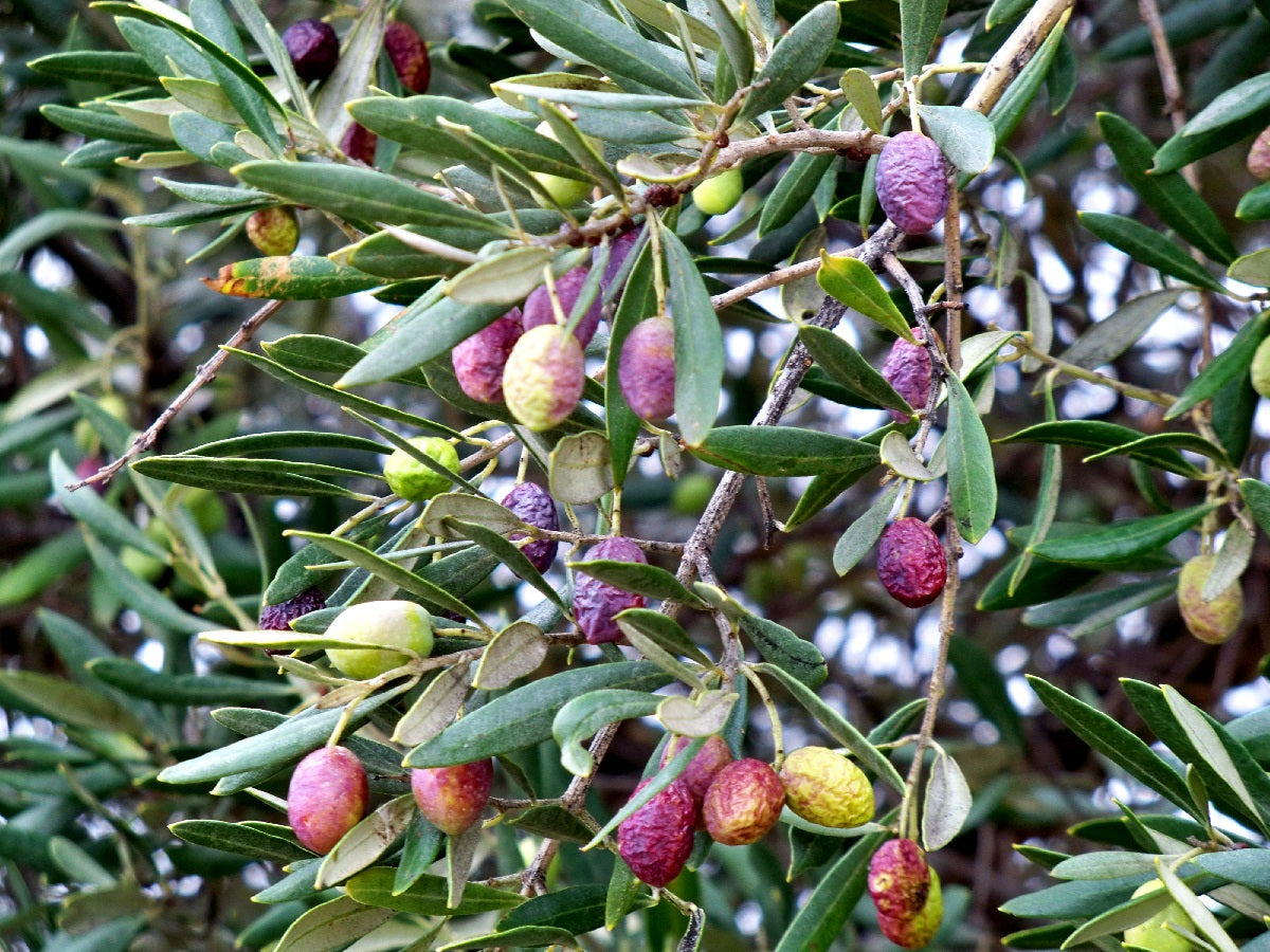 Olea europaea - VERDALE - Olive