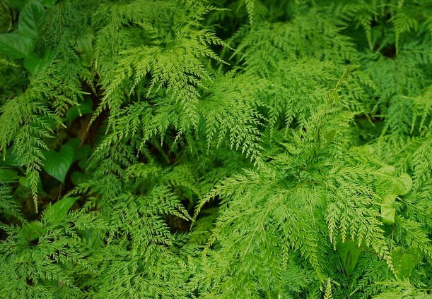 Onychium japonicum - Japanese Claw Fern