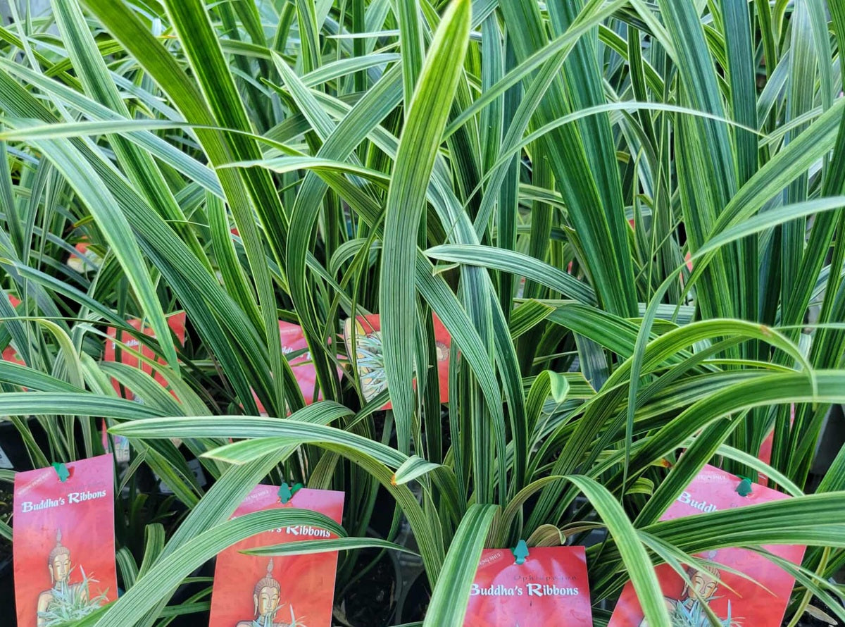 Ophiopogon japonicus - BUDDHAS RIBBONS - Variegated Giant Mondo Grass