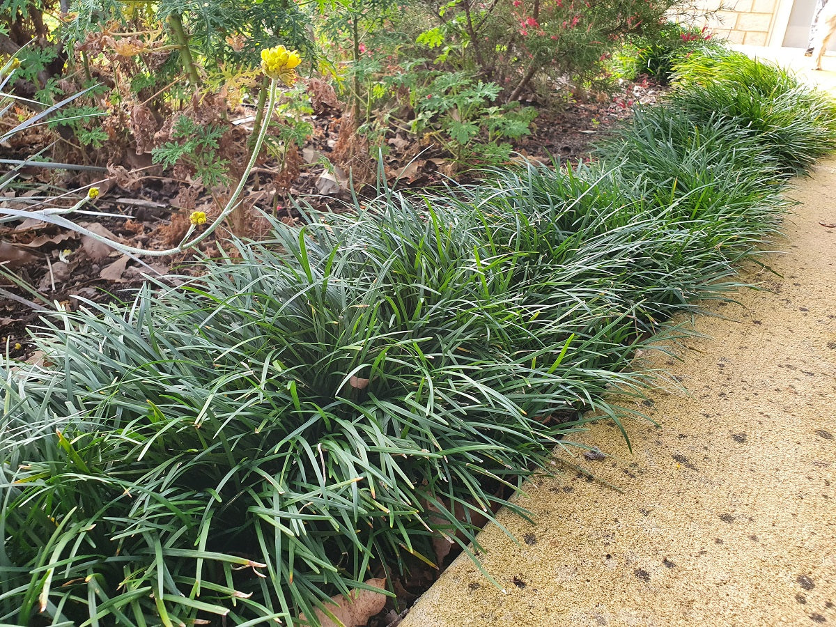 Ophiopogon japonicus - NANA - Dwarf Mondo Grass