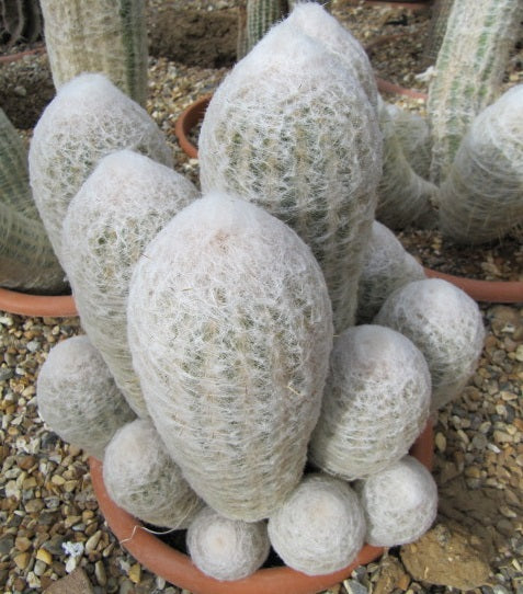 Oreocactus trollii - Old Man Of The Andes