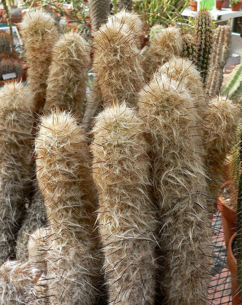 Oreocactus trollii - Old Man Of The Andes