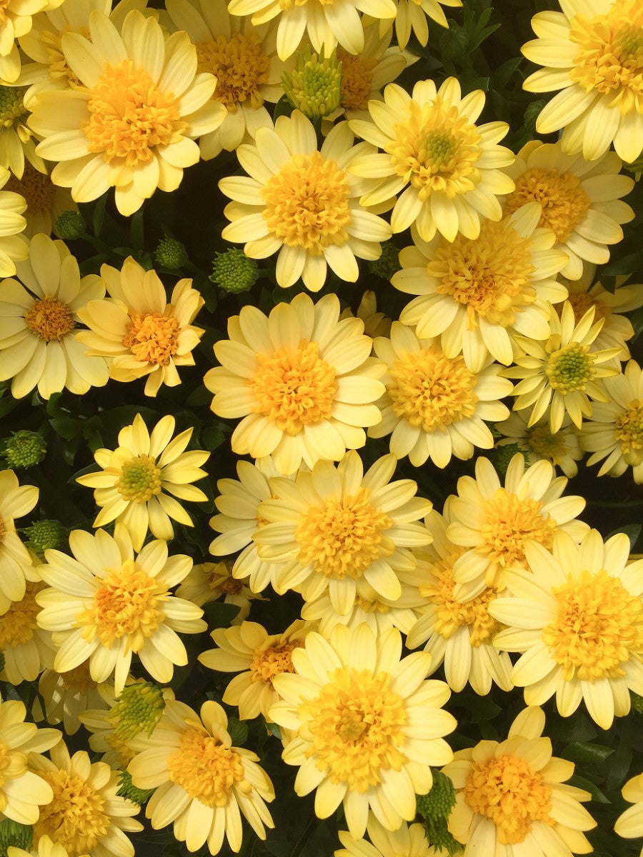 Osteospermum - 3D YELLOW - African Daisy