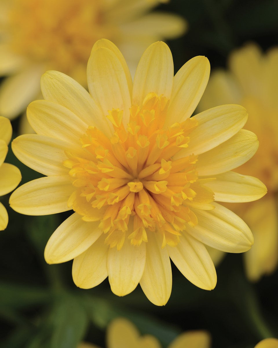 Osteospermum - 3D GOLDEN YELLOW - African Daisy