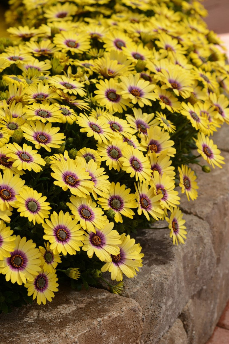 Osteospermum - BLUE EYED BEAUTY - African Daisy
