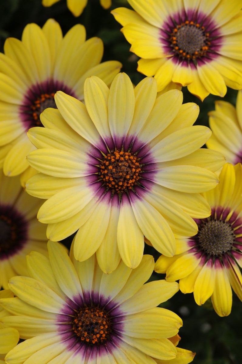 Osteospermum - BLUE EYED BEAUTY - African Daisy