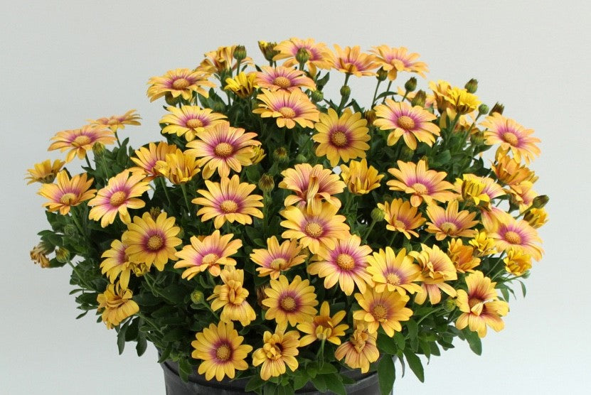 Osteospermum - BLUSHING BEAUTY - African Daisy