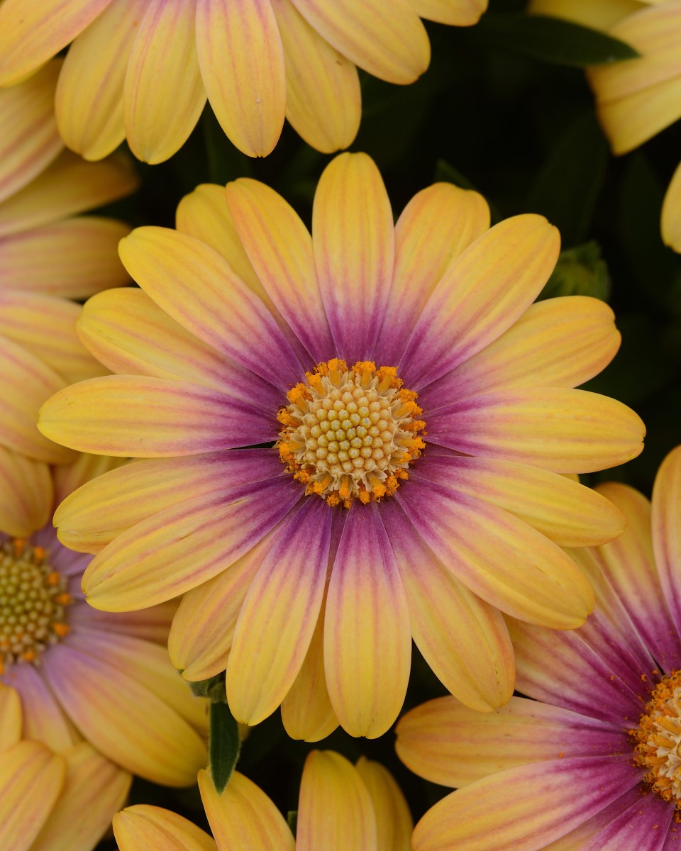 Osteospermum - BLUSHING BEAUTY - African Daisy