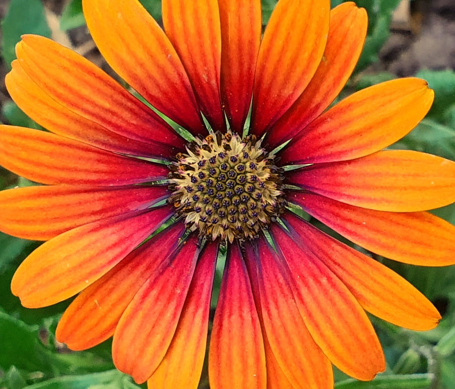 Osteospermum - Lazy Daisy™ BURNT ORANGE - African Daisy