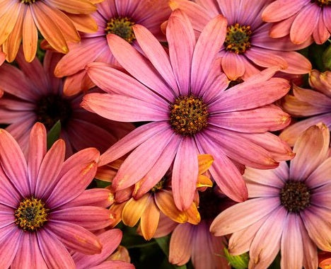 Osteospermum - Lazy Daisy™ COPPER - African Daisy