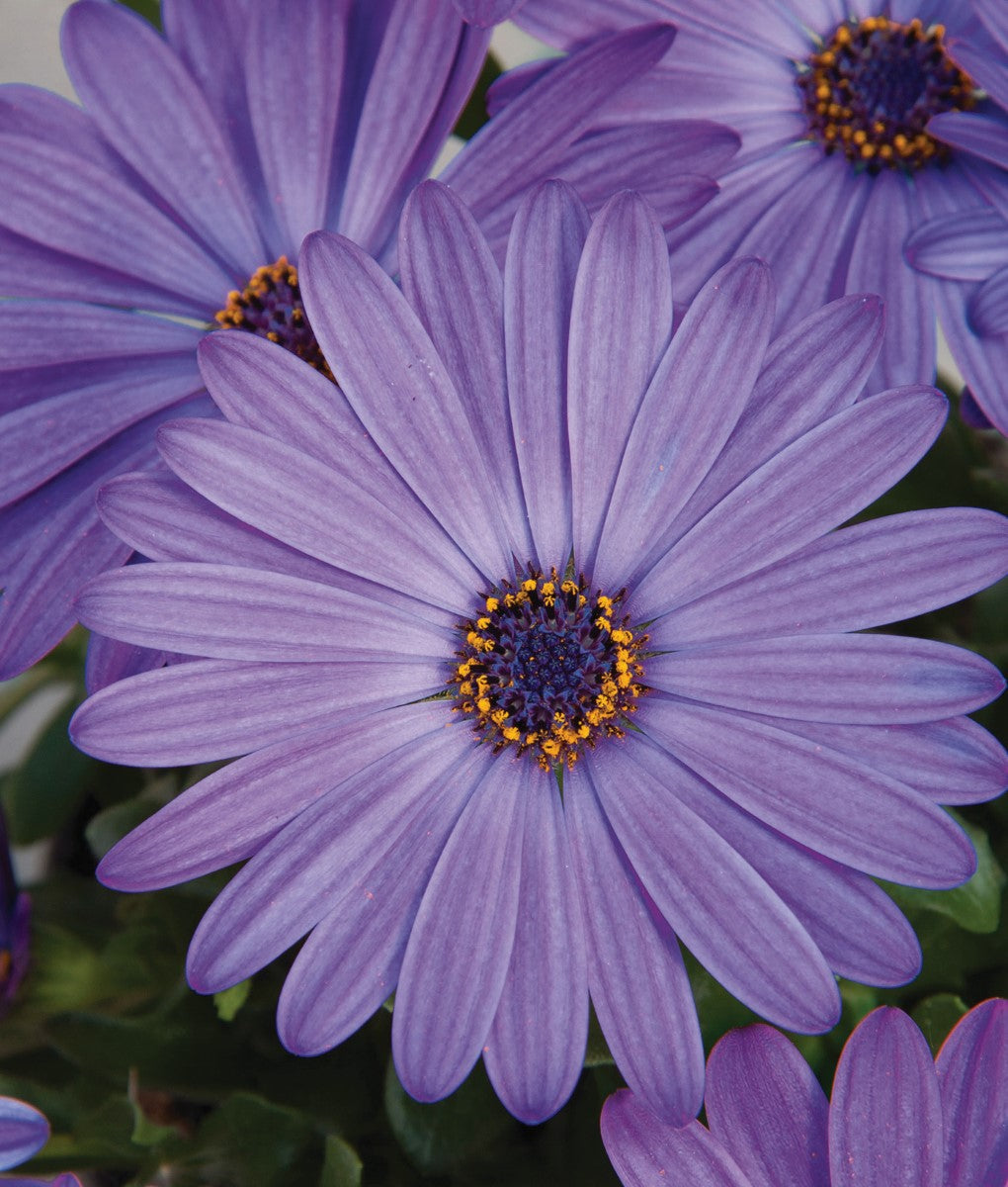 Osteospermum - POWER PACKED BLUE - African Daisy