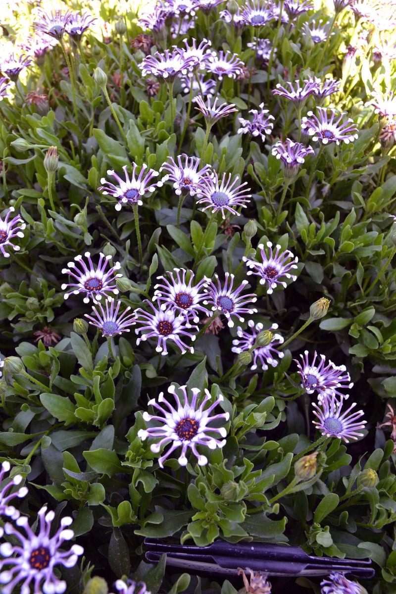 Osteospermum - POWER PACKED SPIDER WHITE - African Daisy