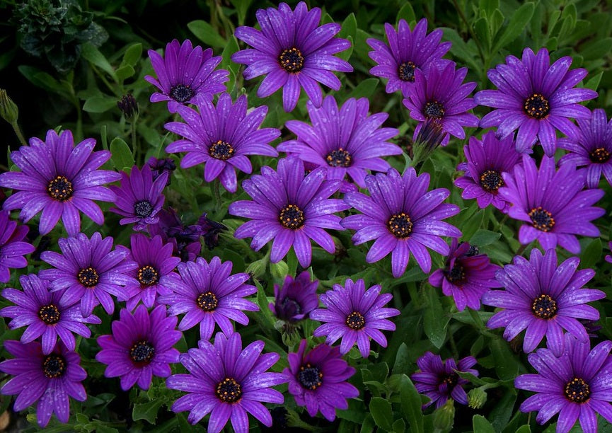 Osteospermum - PURPLE - African Daisy