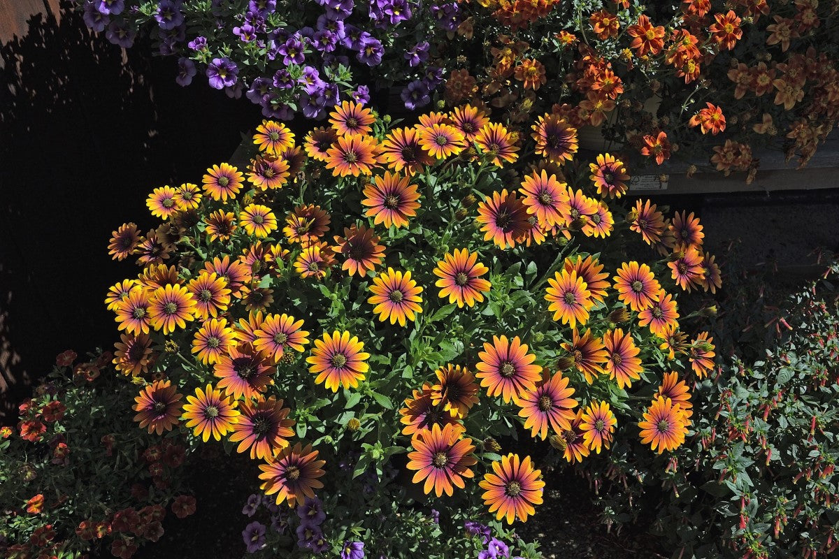 Osteospermum - PURPLE SUN - African Daisy