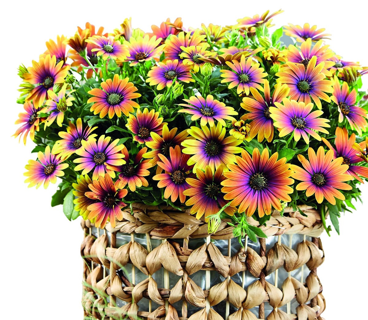 Osteospermum - PURPLE SUN - African Daisy