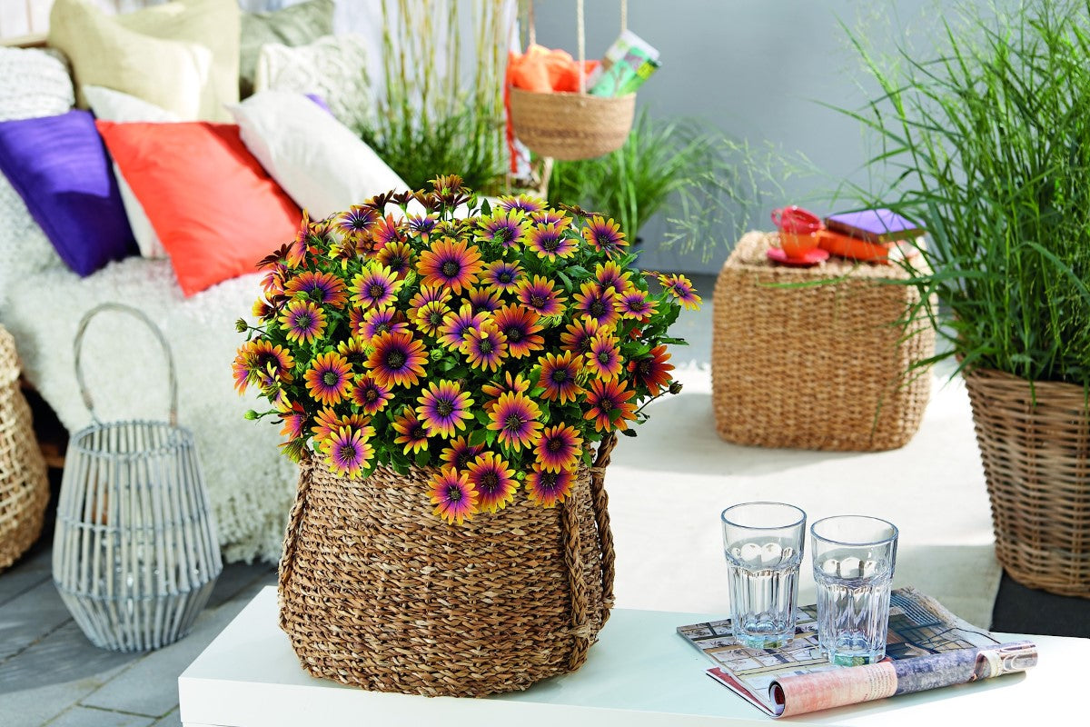 Osteospermum - PURPLE SUN - African Daisy