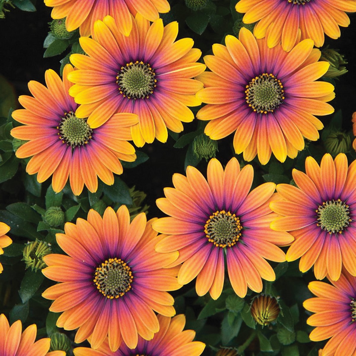 Osteospermum - PURPLE SUN - African Daisy