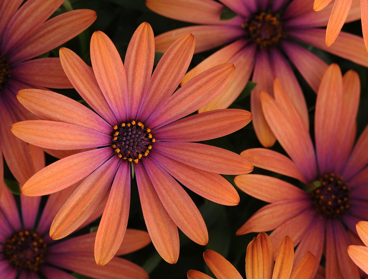 Osteospermum - Serenity™ BRONZE - African Daisy