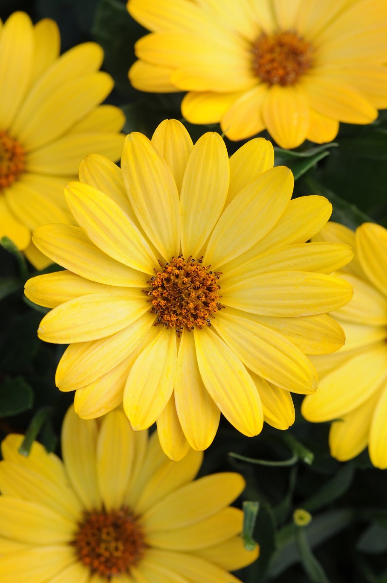 Osteospermum - Serenity™ DEEP YELLOW - African Daisy