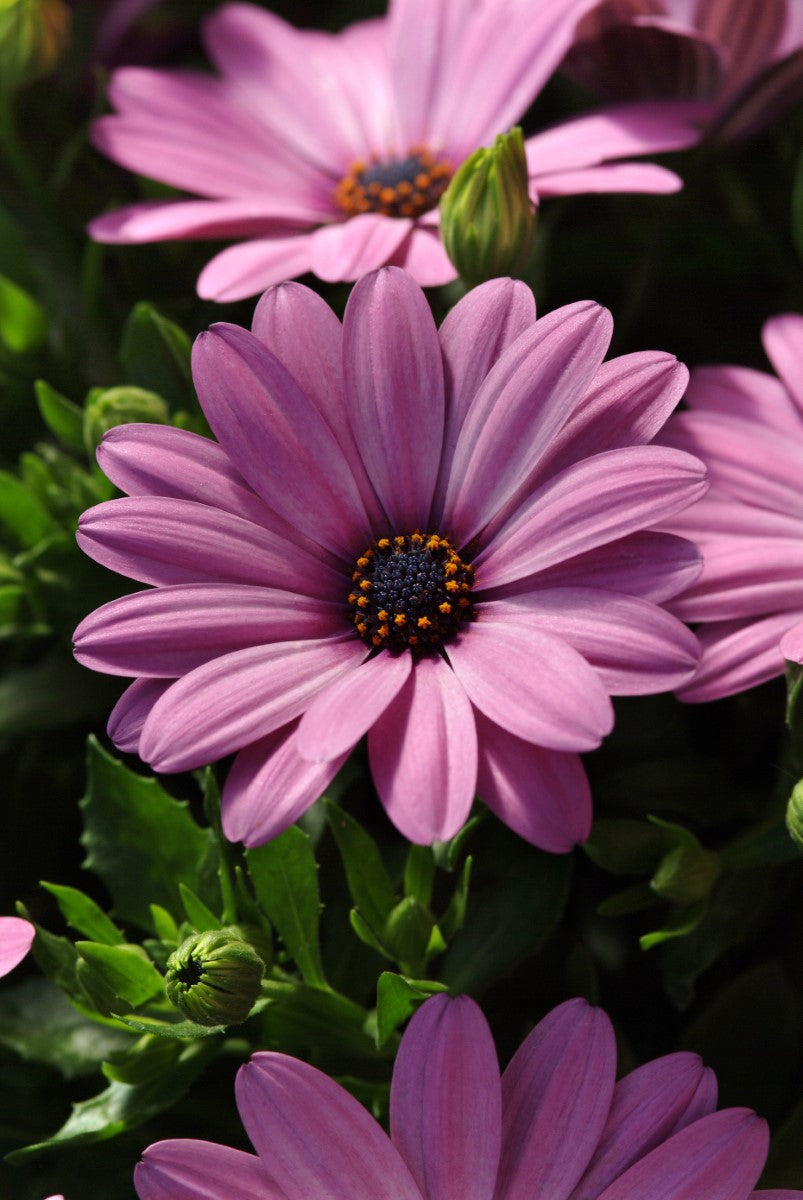Osteospermum - Serenity™ PINK - African Daisy 'Balserpink' PBR