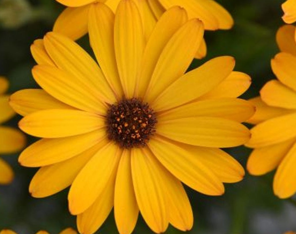 Osteospermum - VOLTAGE GOLD - African Daisy 'Balserwhit' PBR