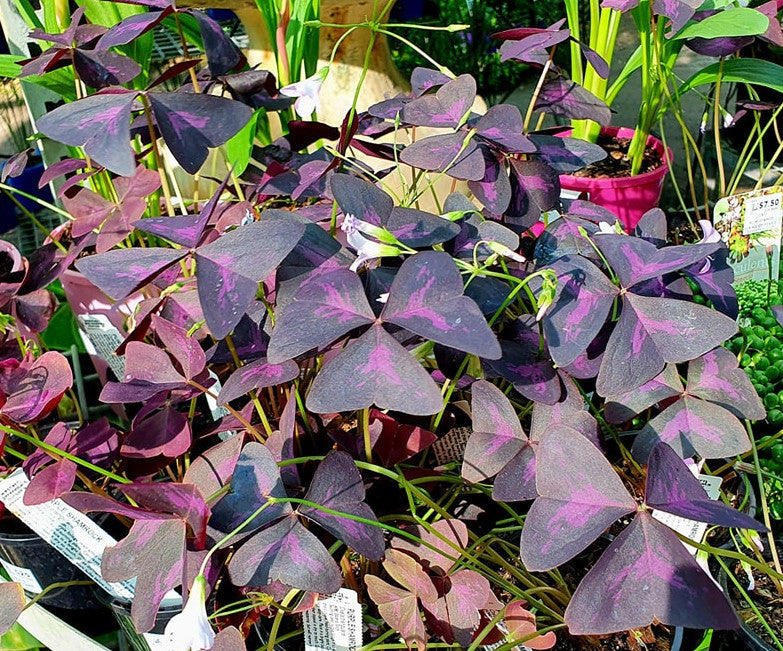 Oxalis triangularis - Purple Shamrock