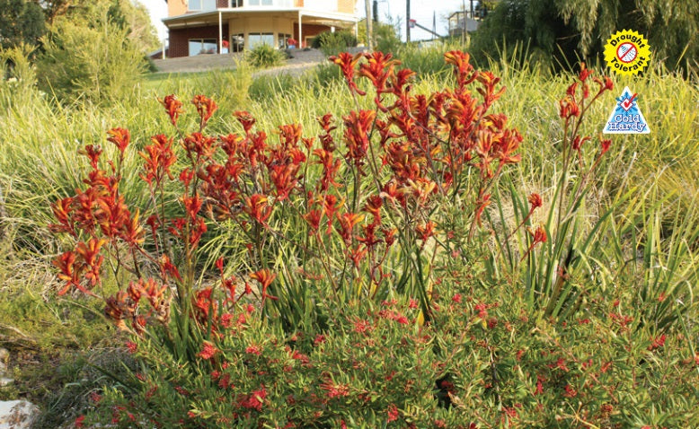 Anigozanthos - AMBER VELVET - Kangaroo Paw 'Amber Velvet' PBR
