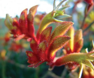 Anigozanthos - AMBER VELVET - Kangaroo Paw 'Amber Velvet' PBR