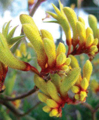 Anigozanthos - GOLD VELVET - Kangaroo Paw 'Gold Velvet' PBR