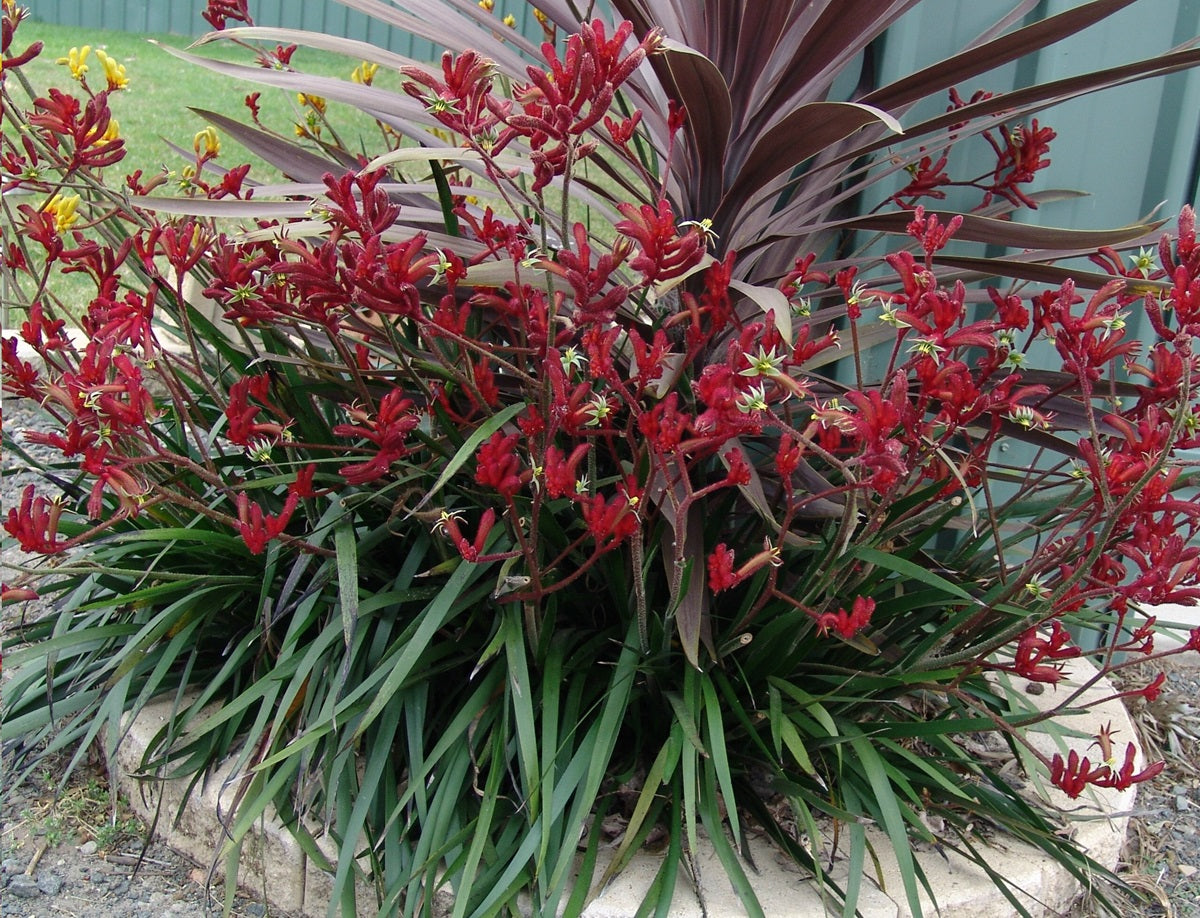 Anigozanthos - RUBY VELVET™ - Kangaroo Paw