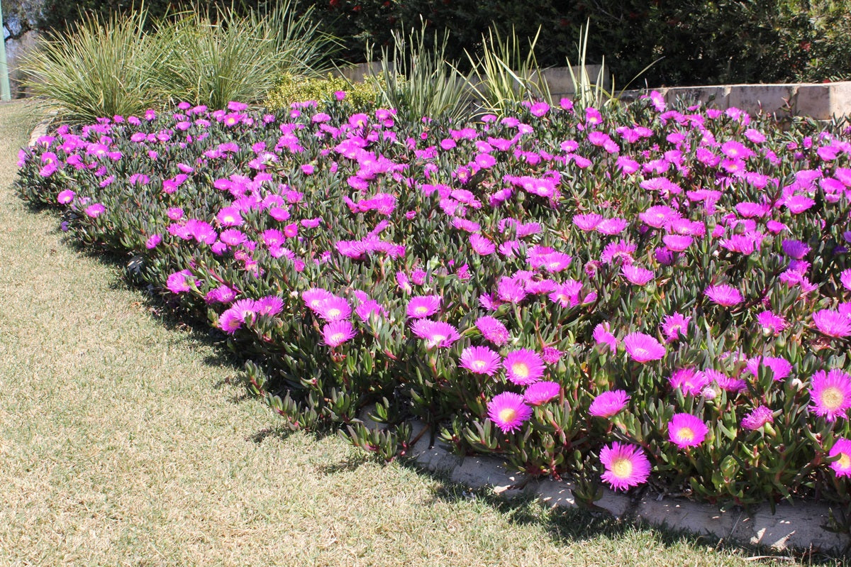 Carpobrotus glaucescens - AUSSIE RAMBLER™ - Pigface 'CAR10' PBR