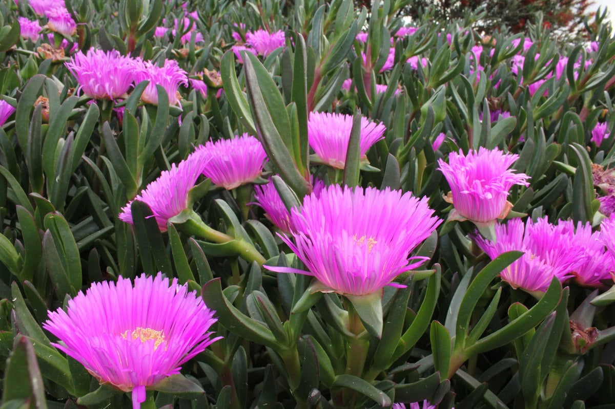 Carpobrotus glaucescens - AUSSIE RAMBLER™ - Pigface 'CAR10' PBR