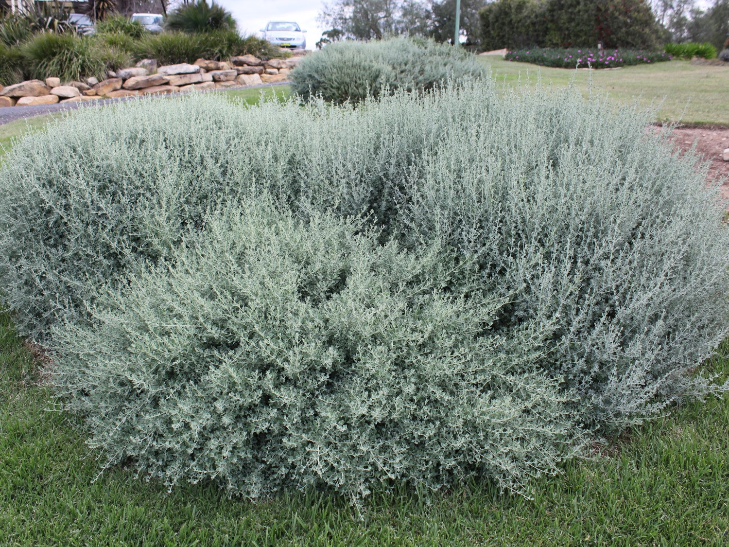 Chenopodium spinescens - AUSSIE HEDGE BUSH™ - Spiny Saltbush 'SAB02' PBR