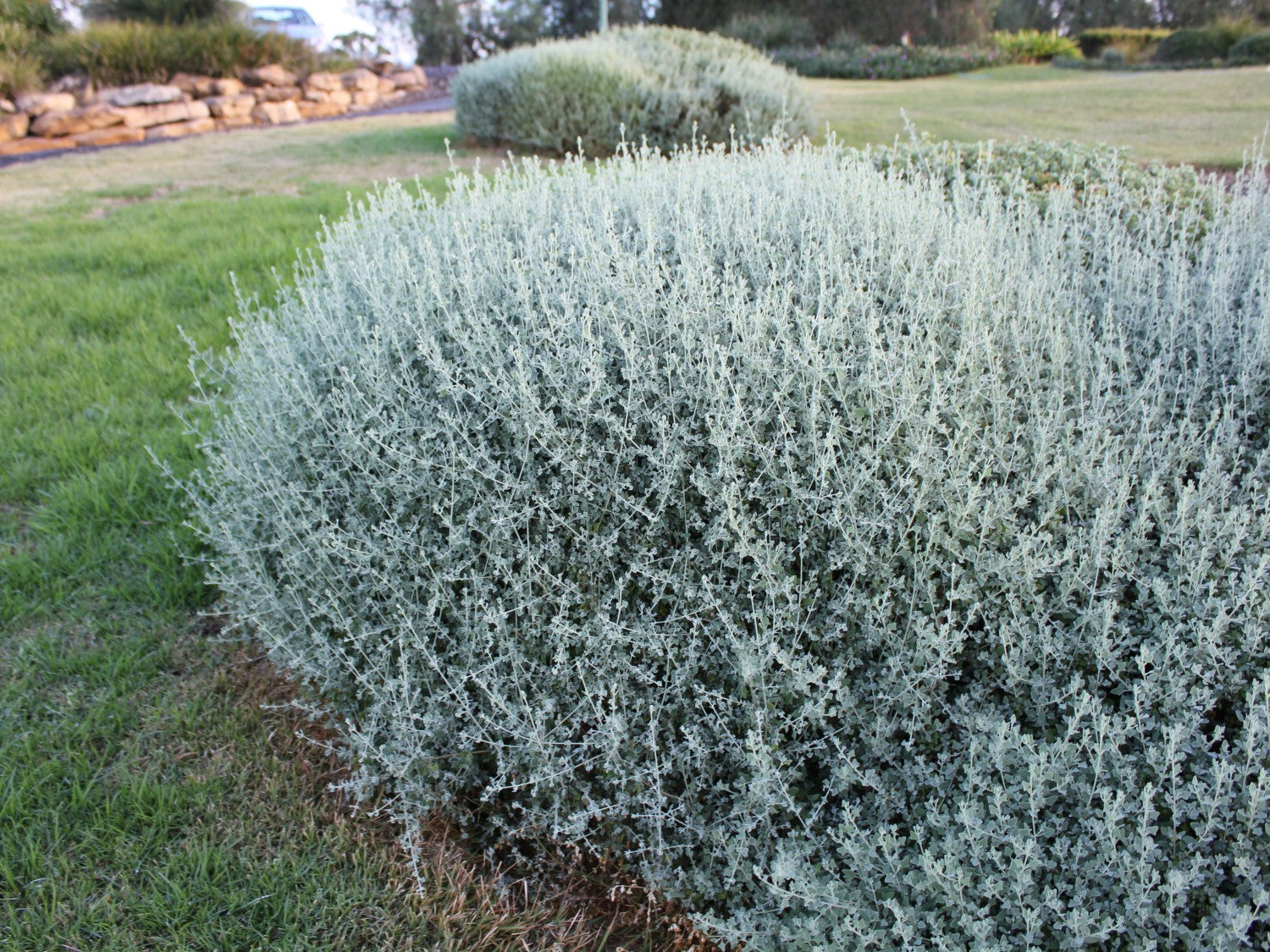 Chenopodium spinescens - AUSSIE HEDGE BUSH™ - Spiny Saltbush 'SAB02' PBR