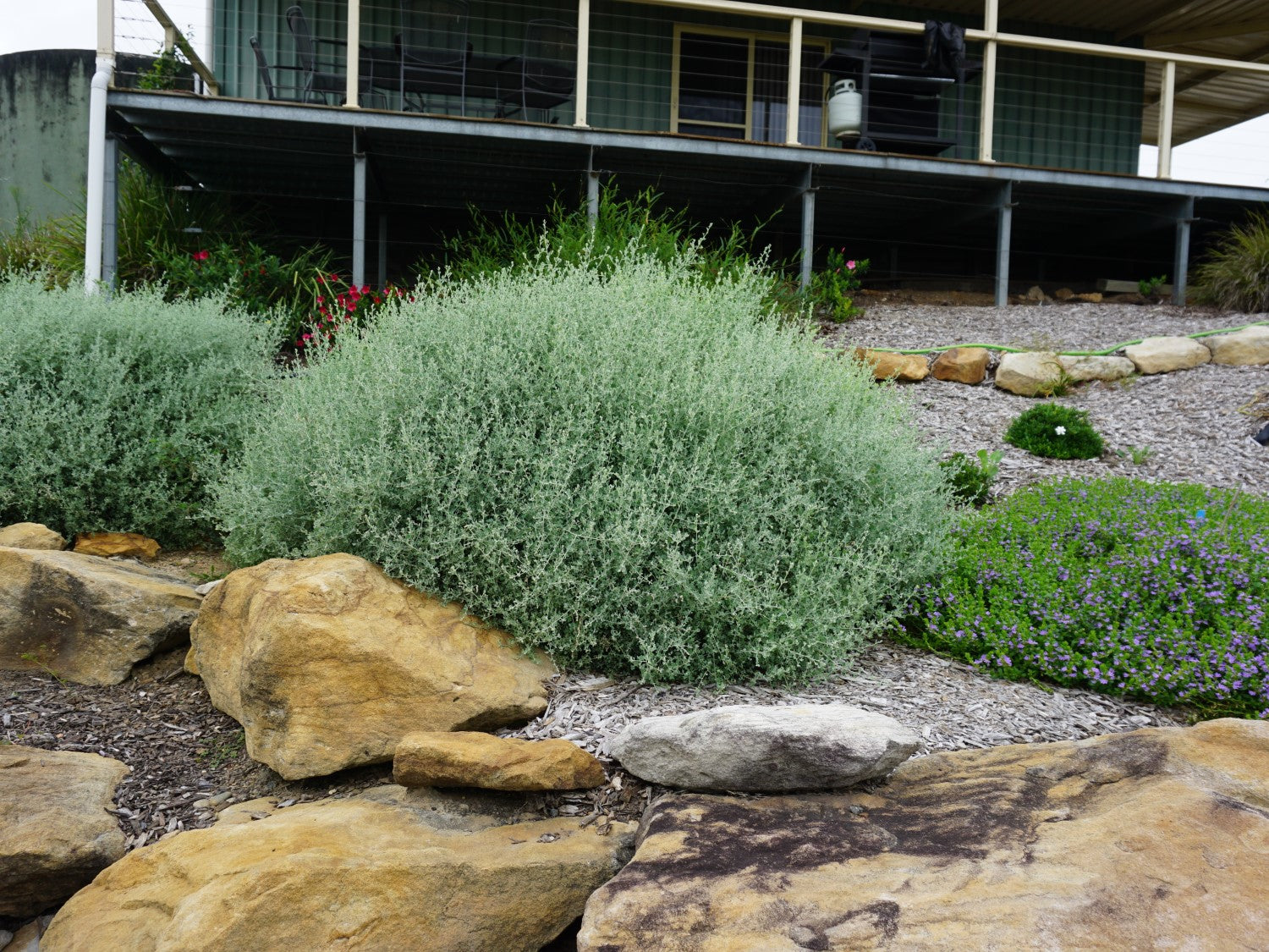 Chenopodium spinescens - AUSSIE HEDGE BUSH™ - Spiny Saltbush 'SAB02' PBR