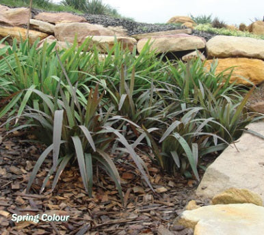 Dianella tasmanica - BLAZE™ - Tasman Flax Lily 'NPW2' PBR