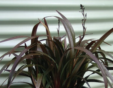 Dianella tasmanica - BLAZE™ - Tasman Flax Lily 'NPW2' PBR