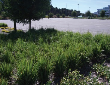 Dianella caerulea - KING ALFRED® - Blue Flax Lily 'John 316' PBR