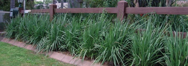 Dianella caerulea - KING ALFRED® - Blue Flax Lily 'John 316' PBR