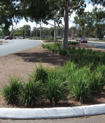 Dianella caerulea - KING ALFRED® - Blue Flax Lily 'John 316' PBR