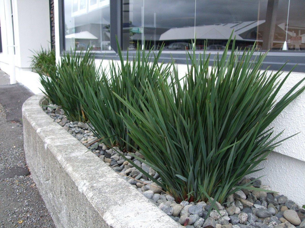 Dianella revoluta - LITTLE REV™ - Blueberry Lily 'DR5000' PBR