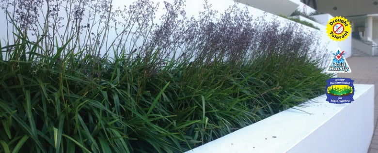 Dianella caerulea - LUCIA™ - Blue Flax Lily 'DC101' PBR