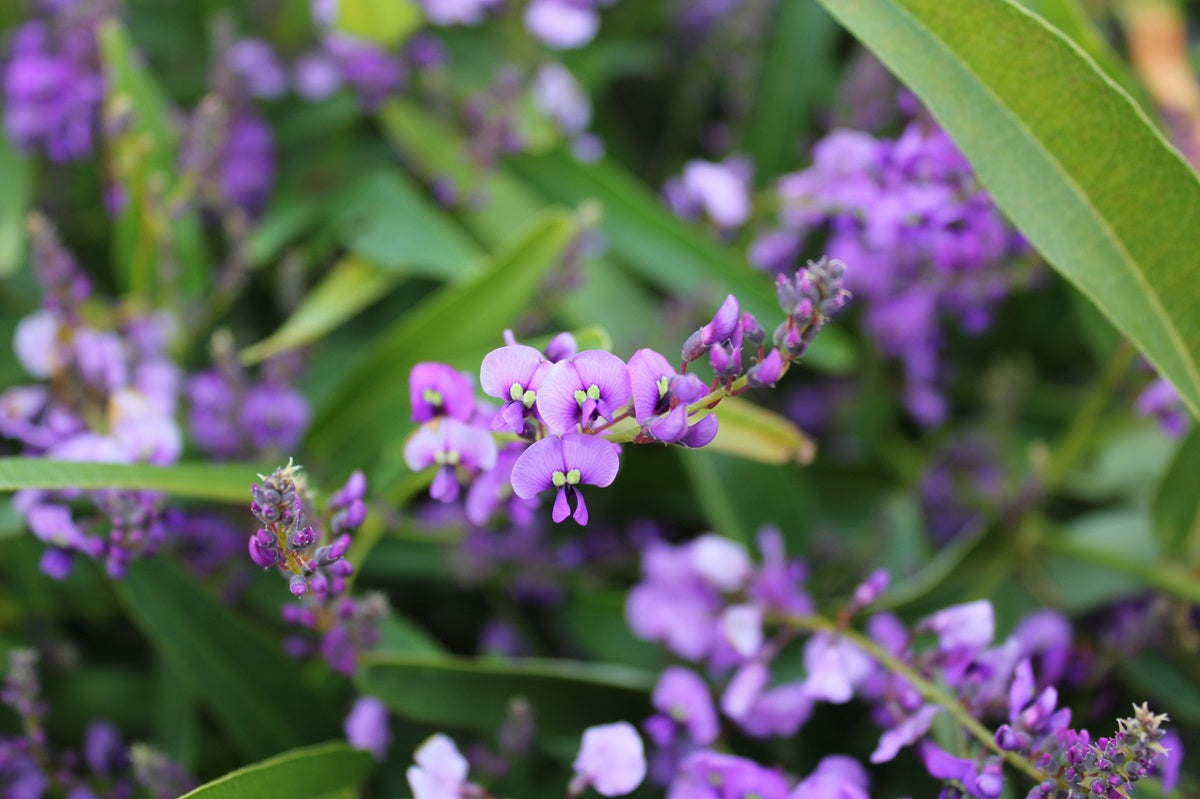 Hardenbergia violacea - MEEMA™ - Native Sarsparilla 'HB1' PBR