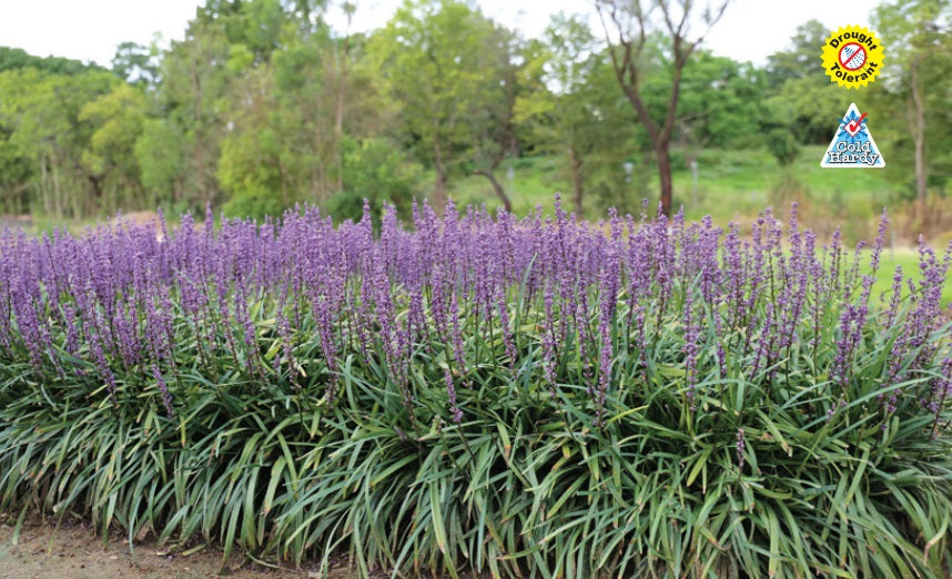 Liriope muscari - AMETHYST™ - Blue Lily Turf 'LIRTP' PBR