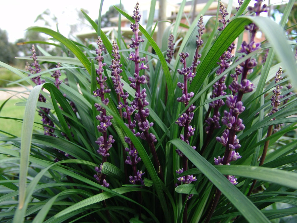 Liriope muscari - AMETHYST™ - Blue Lily Turf 'LIRTP' PBR