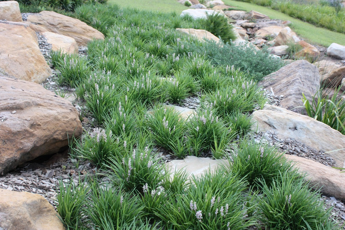 Liriope muscari - ISABELLA® - Blue Lily Turf 'LIRF' PBR