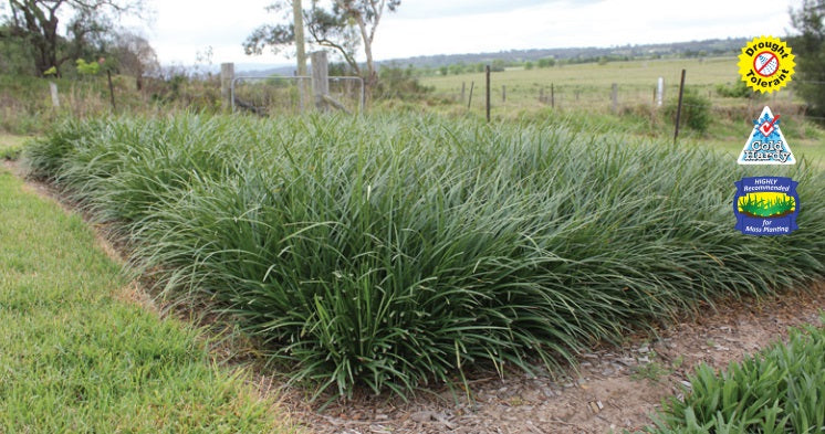 Liriope muscari - JUST RIGHT® - Blue Lily Turf 'LIRJ' PBR