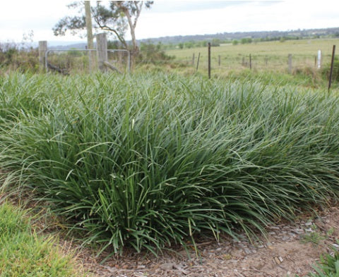 Liriope muscari - JUST RIGHT® - Blue Lily Turf 'LIRJ' PBR